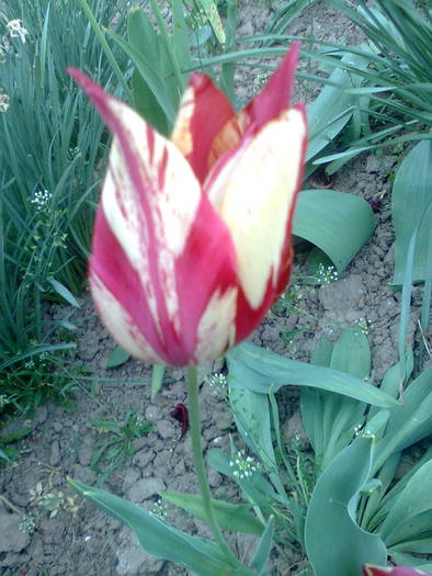  - flori din gradina2009
