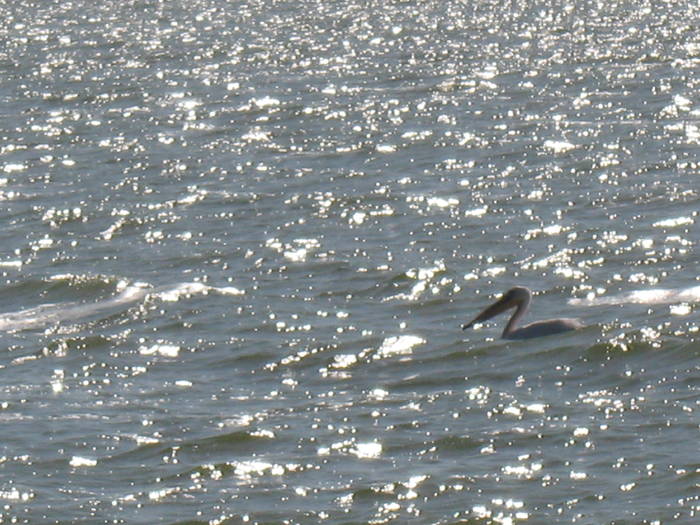 pelican in diamante 2 - gura portitei