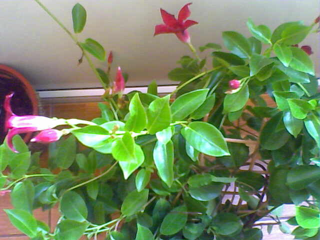 sundaville - florile mele de la bloc