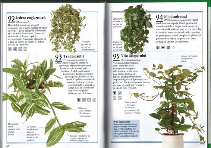31 - informatii plante