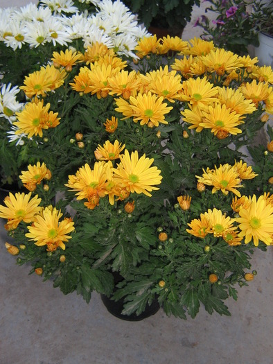 25octombrie 051 - Crizanteme tufanele 2009