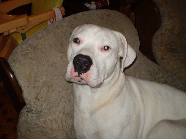 Picture-olympus 177 - dogo argentino