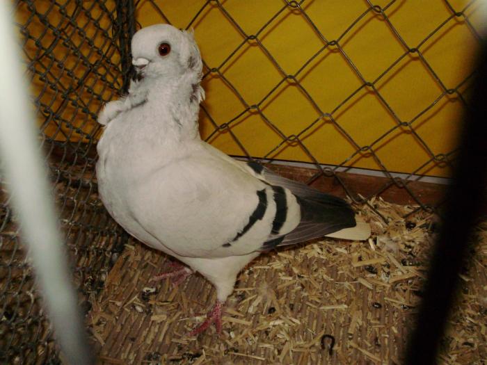 13446 hamburger sticken 0 - 1505 partea 6