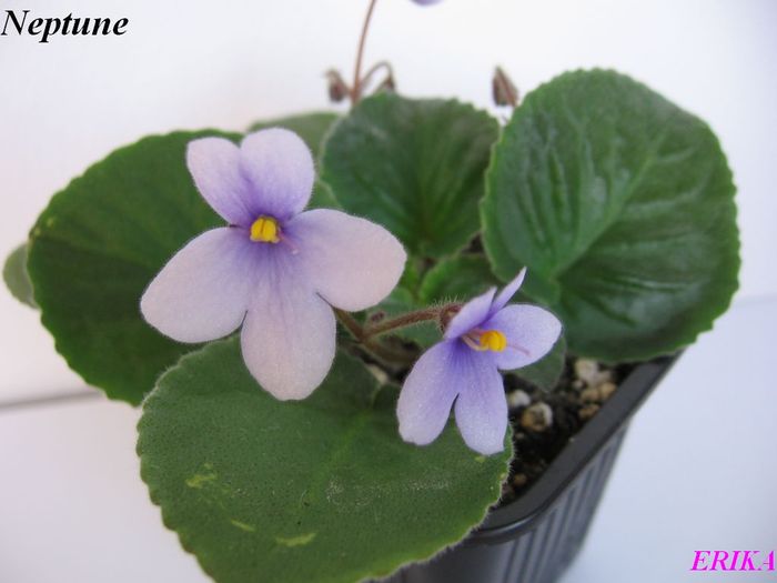 Neptune 2009 maj 26 - Violete de colectie