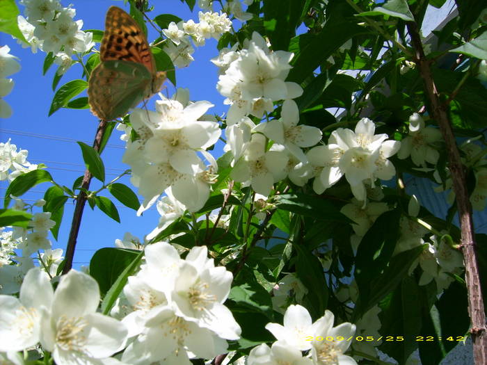 Picture 168 - gradina in 2009