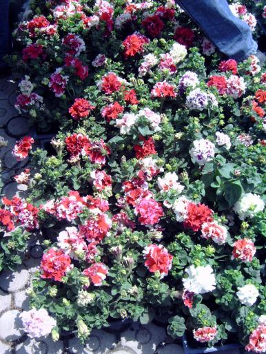 DSC00022 - Expozitie flori Timisoara  luna Mai 2008