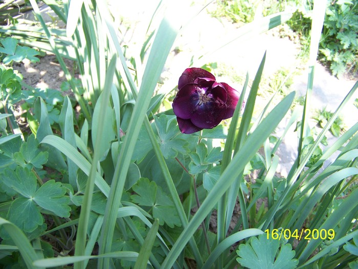 100_0569 - Primavara in curte  Timisoara