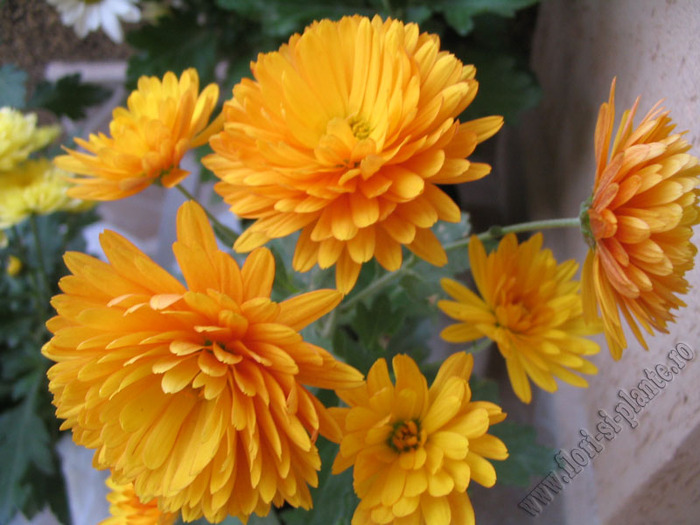 Crizantema portocaliu 1 - Flori gradina