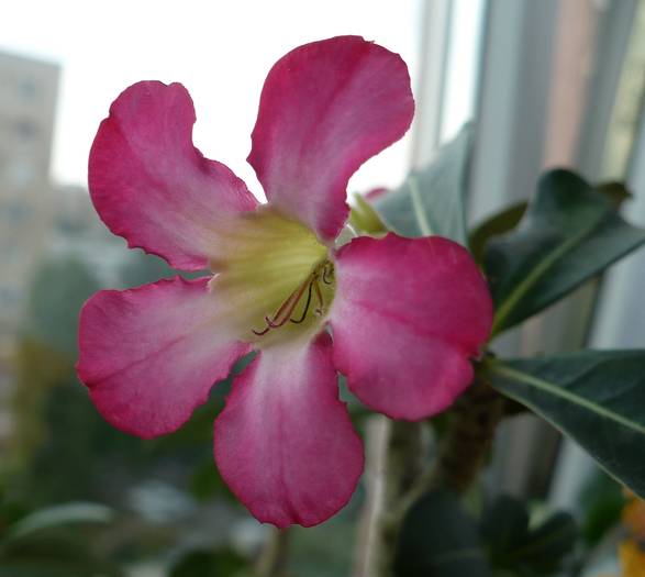 P1130594 - ADENIUM OBESUM