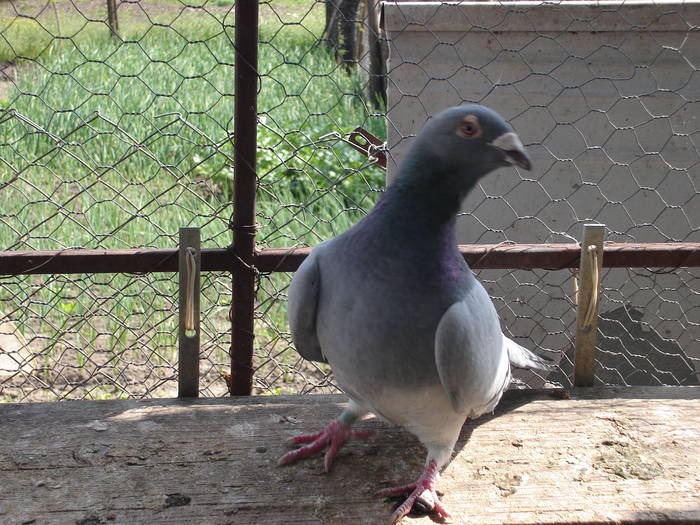 45 - E Porumbei Voiajor Standard Vechi