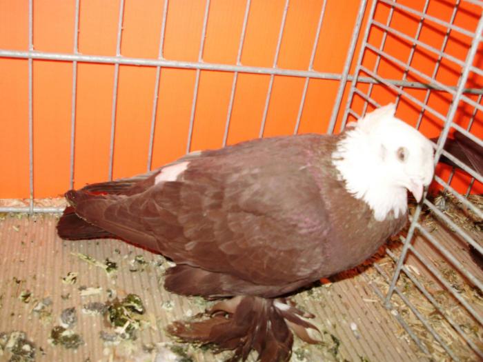 01878 blagodar 1 - 1505 partea 9a