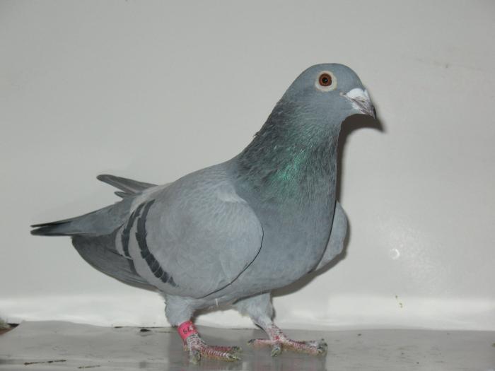 ROBERT VENUS-SILVER TOYE