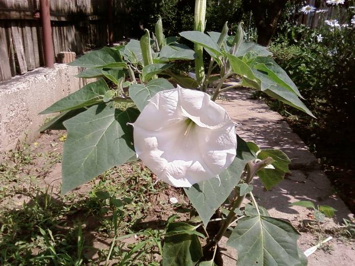 laur(datura stramonium)