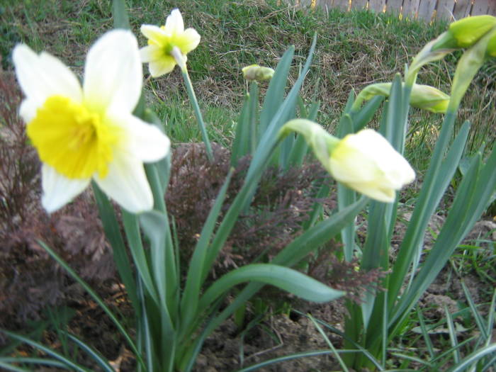 Narcise - Primavara 2009