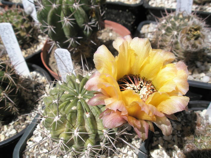 Lobivia jajoiana - floare 15.06