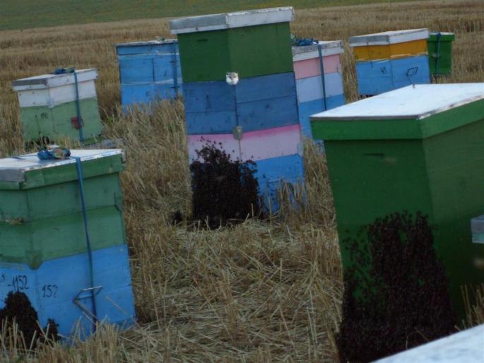 DSCF0546 (Large) - stupina  incepand cu 2008