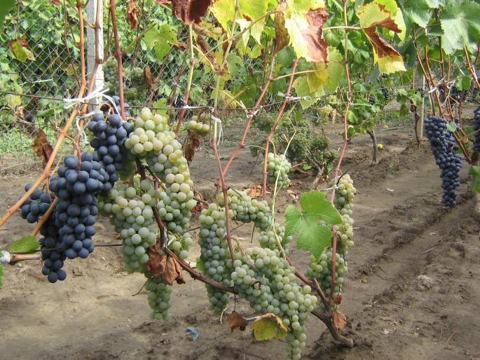 picture 299 - recolte