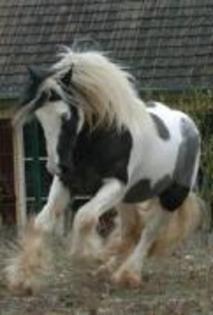 tot cal irish cob