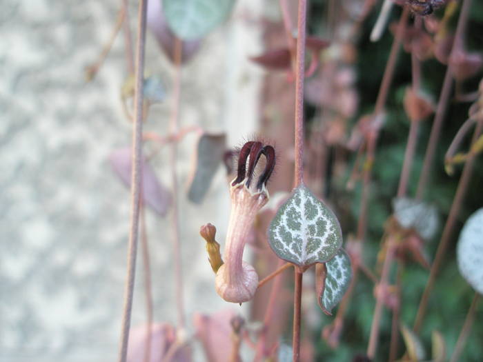 Ceropegia woodii - alta floare