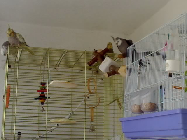 21-05-09_0843 - nimfele mele