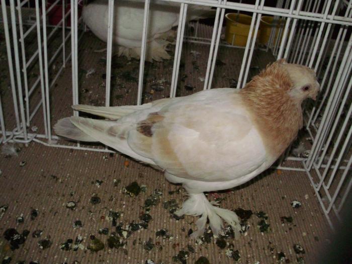 botos 2 - 1506 1 porumbei rj