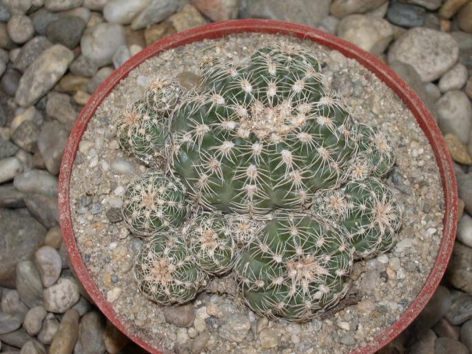 Gymnocalycium bruchii
