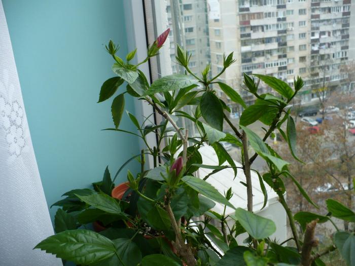 P1050564
