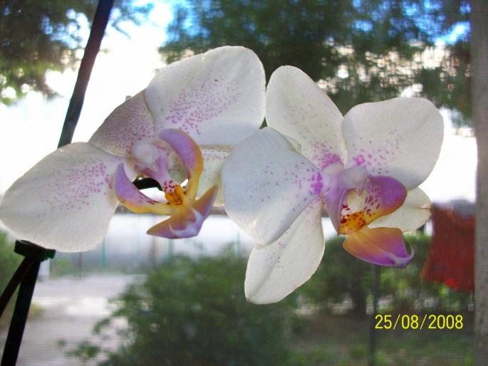100_0245 - orhidee