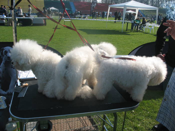 IMG_4702 - bichon frise