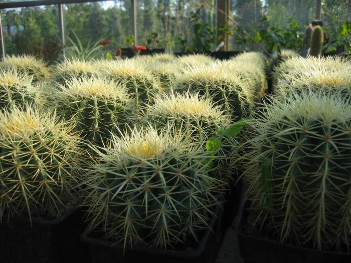 Echinocactus grusonii