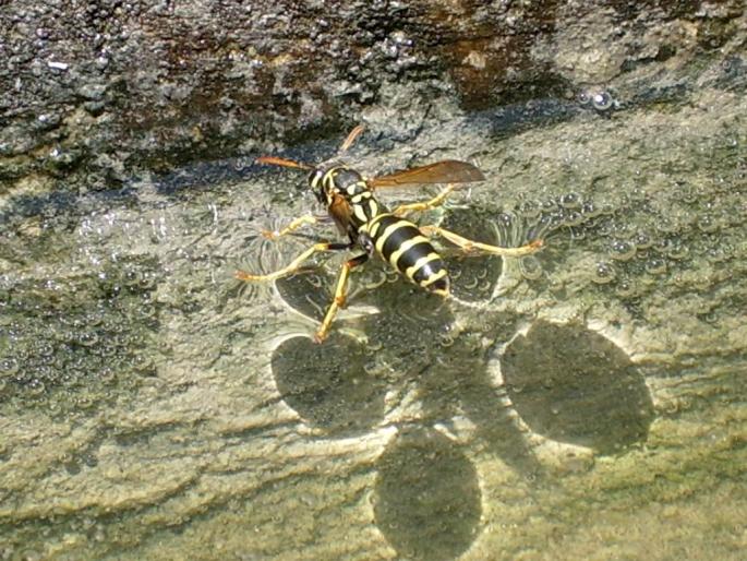 Viespe...acvatica, din cauza caniculei - Instantanee din natura