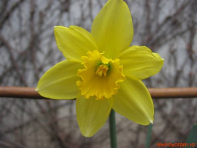 SFCFFRJQHMRHDYFSMXF - Flori