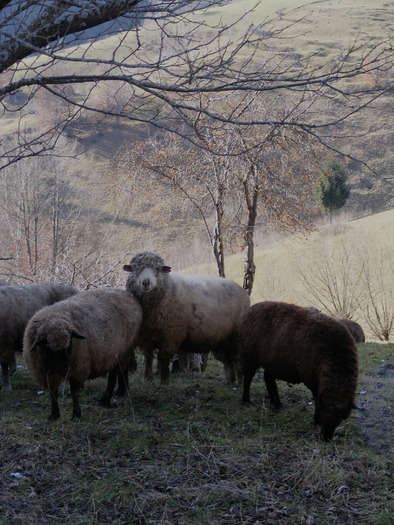 DSCF5891 - Piatra Craiului Bucegi satul Pestera