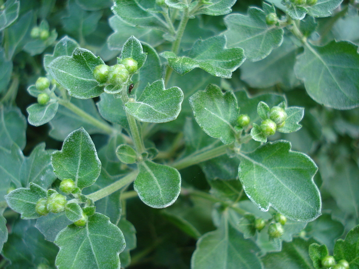 Chrysanth Buds (2009, Sep.25) - 09 Garden in September