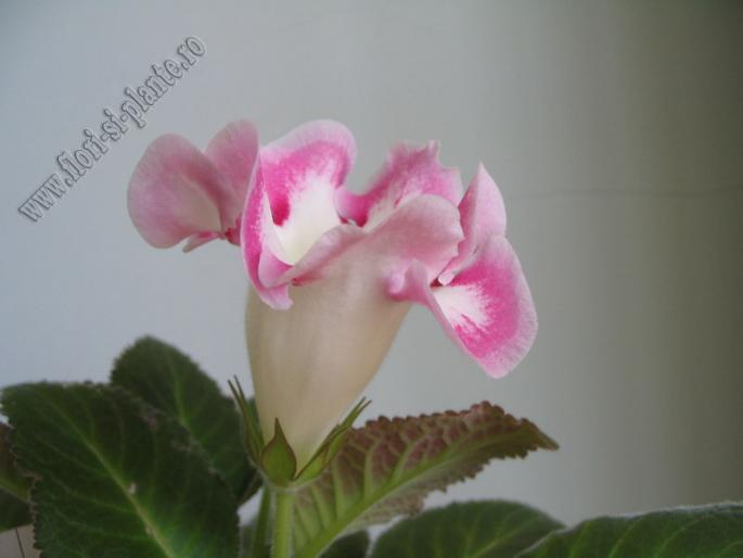 Gloxinia alba cu margine roz 2 - GLOXINIA _ SINNINGIA