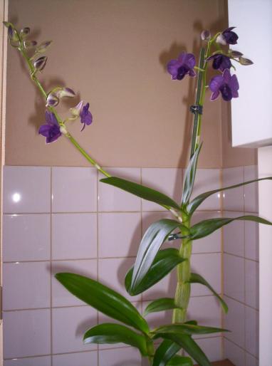 Orhidee 21 sept 2008 (3)