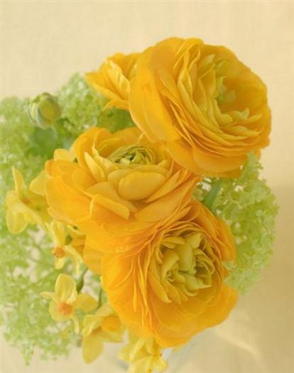 anemone batute - Beautiful flowers
