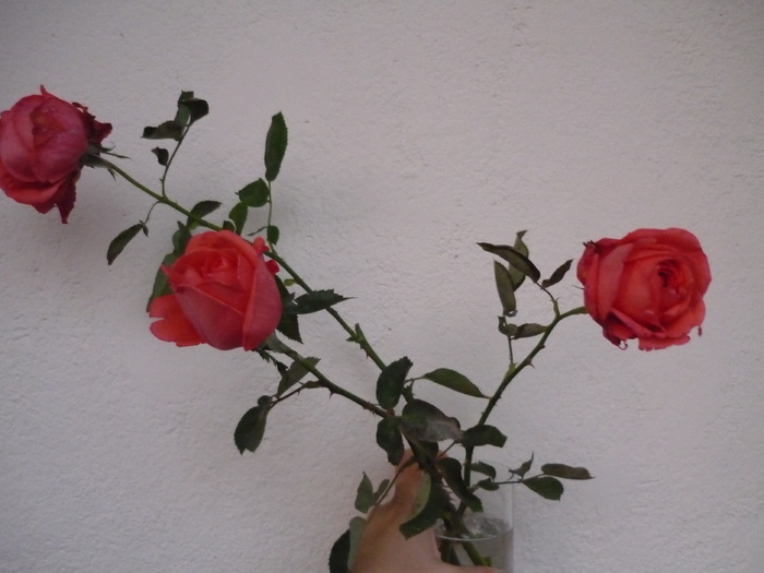 P1020090 - Trandafiri de la bunica