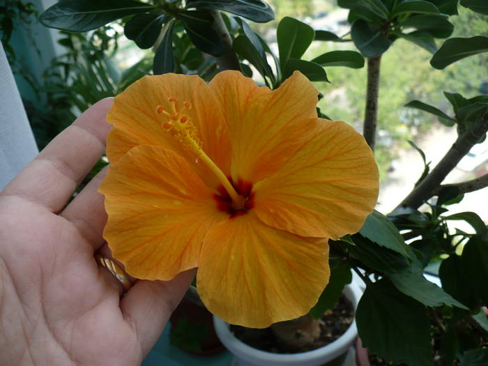 P1150188