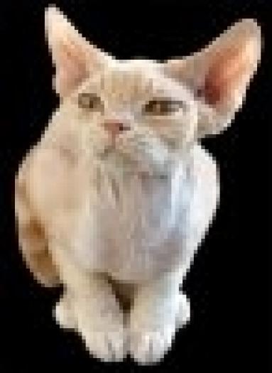 t_devonrex02 - Pisici