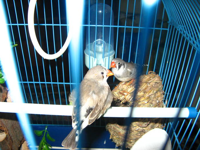 IMG_0329 - 1_1 - Zebre australiene - Zebra finches