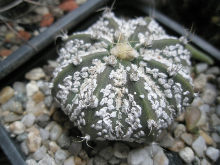 Astrophytum astrias mic 05.11 - Astrophytum