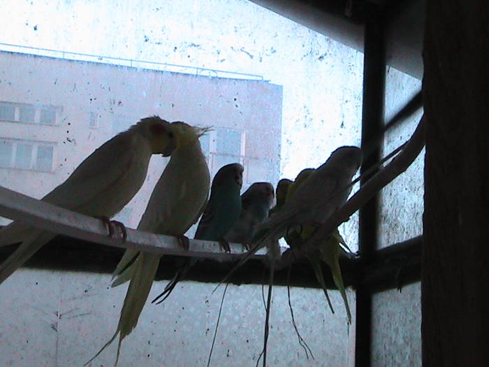 papagali; pe balcon
