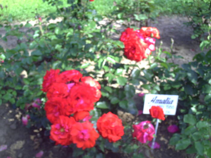 PICT0157 - EXCURSIE  in DELTA