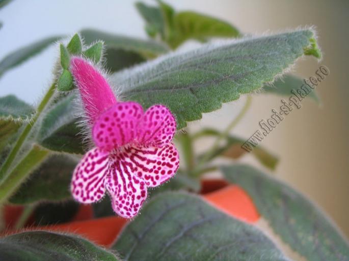 Kohleria Rongo 5