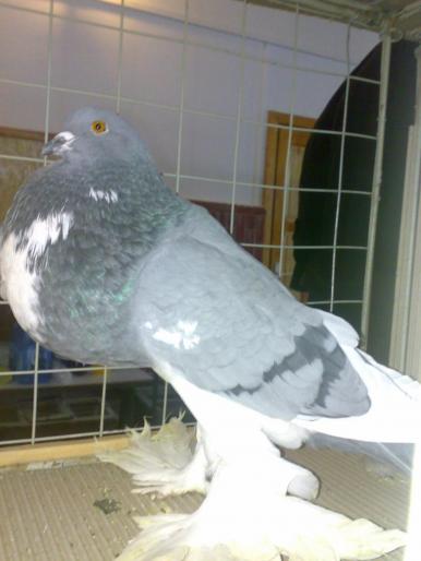 g pomer 1 - 1504 Expo Sibiu 2008