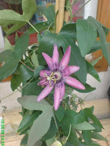 Passiflora floare - 2008