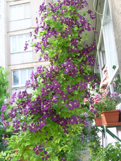 IMG_1014; clematita 
