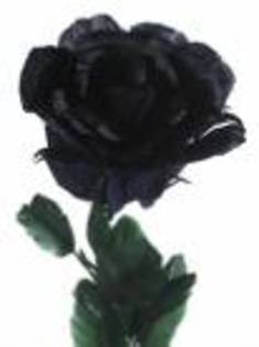 es546 - trandafiri negri