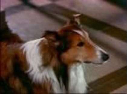 lassie - Lassie